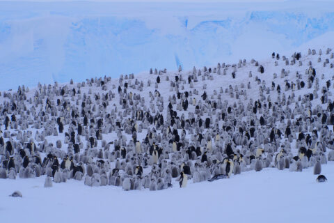 Towards entry "Counting penguins in the Antarctic"